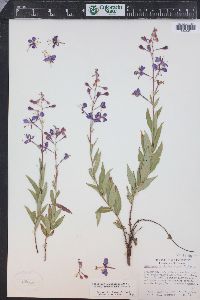 Chamaenerion angustifolium subsp. circumvagum image