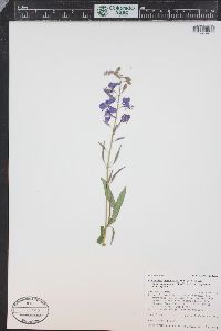 Chamaenerion angustifolium subsp. circumvagum image