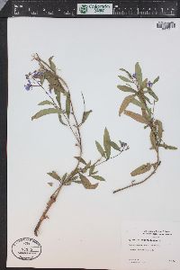 Chamaenerion angustifolium subsp. circumvagum image