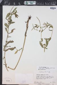 Epilobium ciliatum subsp. glandulosum image