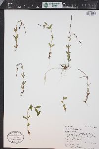 Epilobium clavatum image