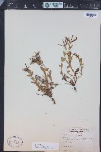 Epilobium clavatum image