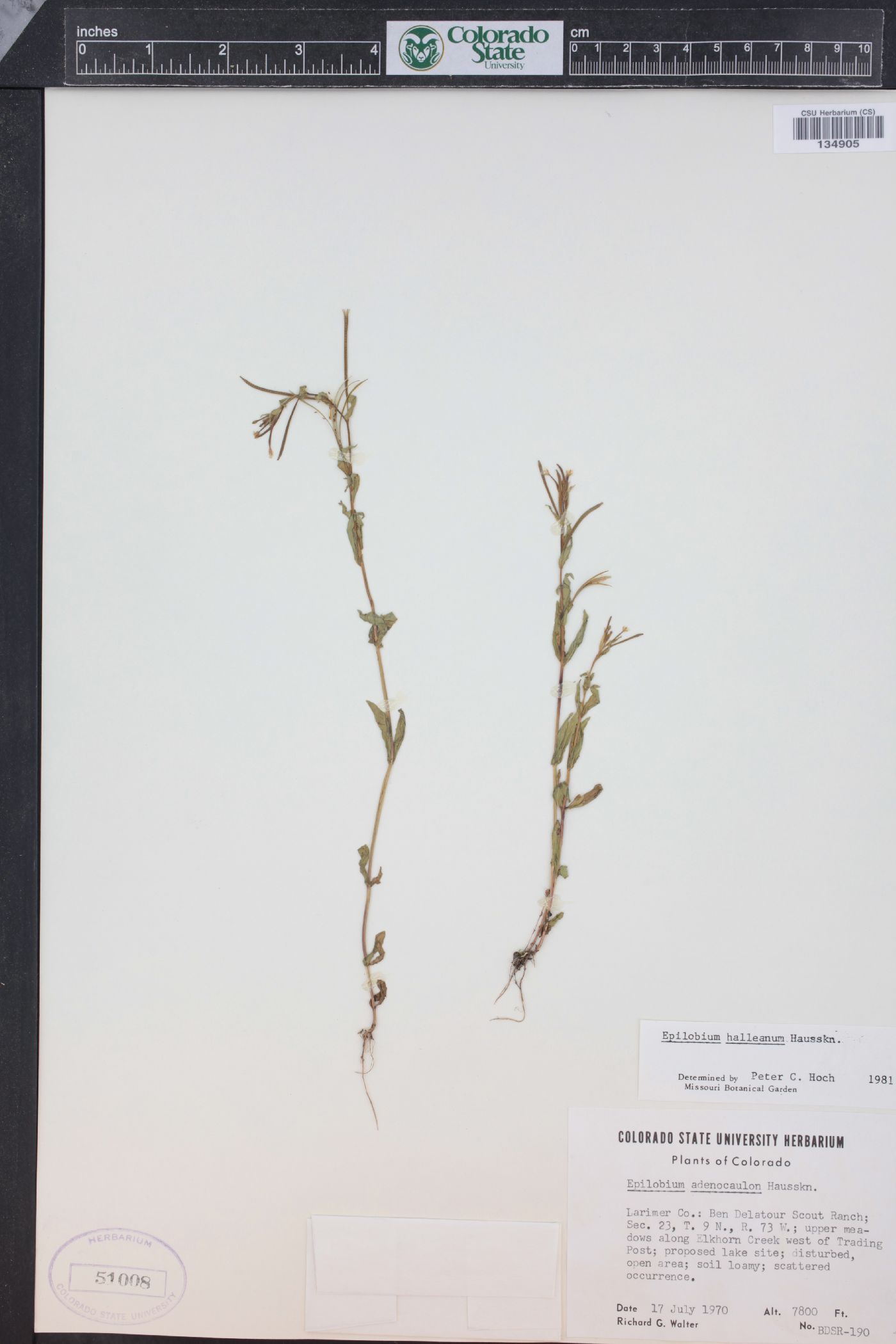 Epilobium halleanum image