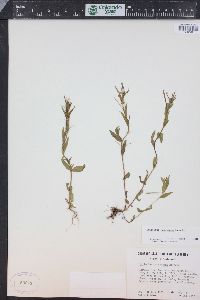 Epilobium halleanum image