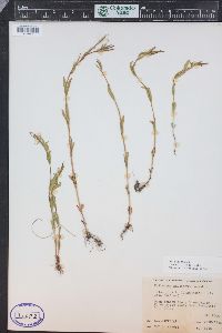 Epilobium halleanum image