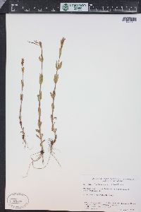 Epilobium halleanum image