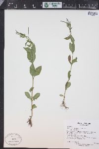 Epilobium hornemannii image