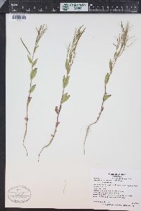 Epilobium hornemannii image