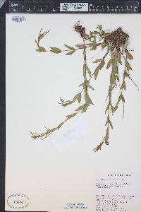 Epilobium hornemannii image