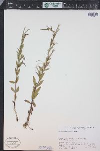 Epilobium hornemannii image