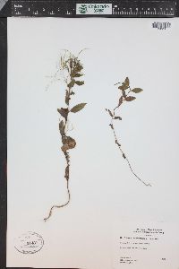 Epilobium hornemannii image