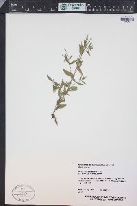 Epilobium hornemannii image