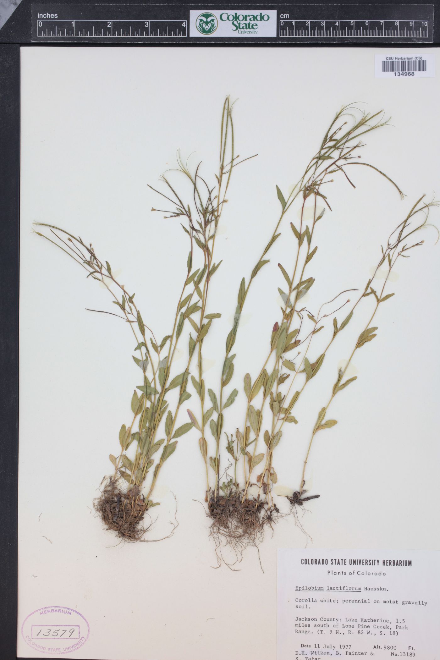 Epilobium lactiflorum image
