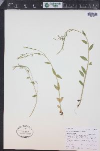 Epilobium lactiflorum image