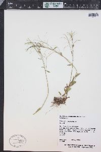 Epilobium lactiflorum image