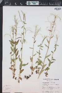 Epilobium lactiflorum image