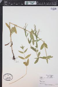 Epilobium lactiflorum image