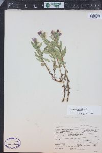 Chamerion latifolium image