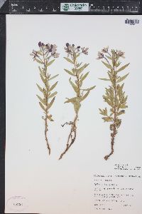 Chamerion latifolium image