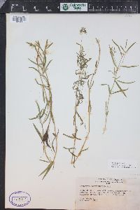 Epilobium leptophyllum image