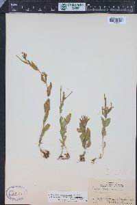 Epilobium saximontanum image