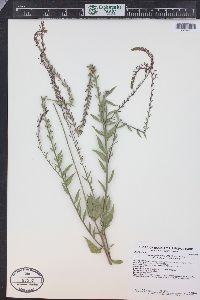 Oenothera curtiflora image