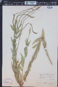 Oenothera curtiflora image