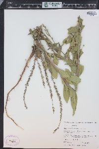 Oenothera curtiflora image