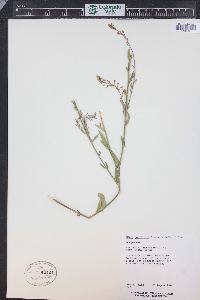 Oenothera curtiflora image