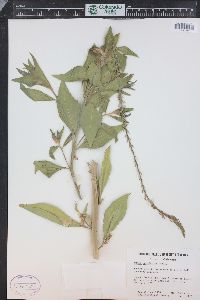 Oenothera curtiflora image