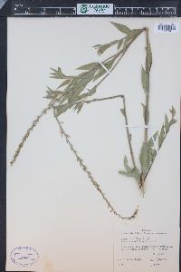 Oenothera curtiflora image