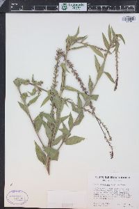 Oenothera curtiflora image