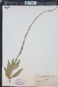 Oenothera curtiflora image