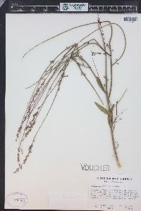 Oenothera curtiflora image