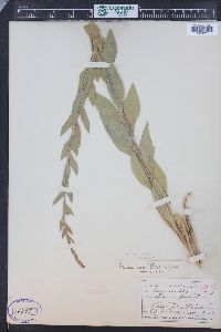 Oenothera curtiflora image