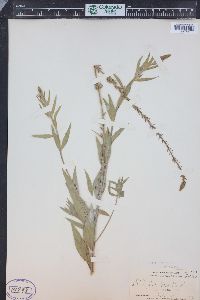 Oenothera curtiflora image