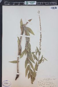 Oenothera curtiflora image