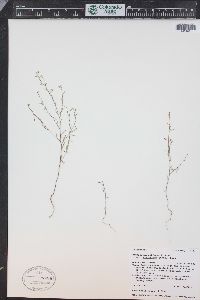 Gayophytum diffusum image