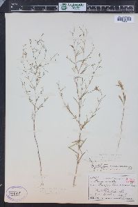 Gayophytum diffusum image