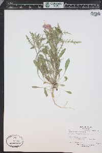 Oenothera albicaulis image