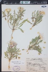 Oenothera albicaulis image