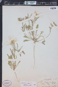 Oenothera albicaulis image