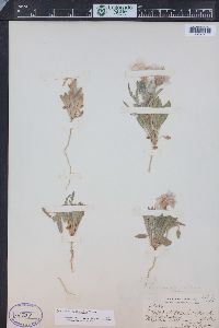 Oenothera albicaulis image