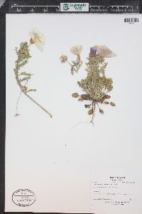 Oenothera albicaulis image