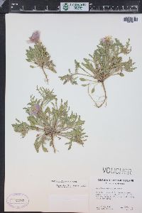 Oenothera albicaulis image