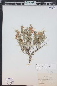 Oenothera canescens image