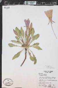 Oenothera cespitosa image