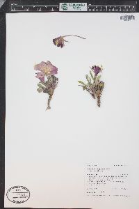 Oenothera cespitosa image