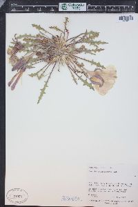 Oenothera cespitosa image