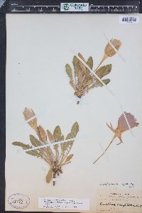 Oenothera cespitosa image